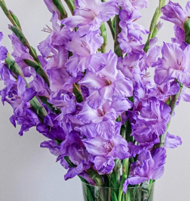 Celebrating Gladioli - The Flower of August