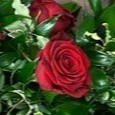 Red Roses Spray