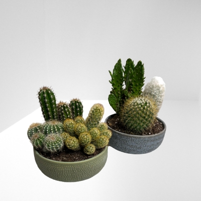 Mixed Cactus Planter