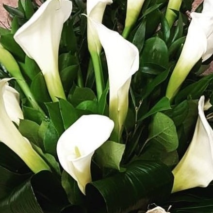 Calla Lily Sheaf