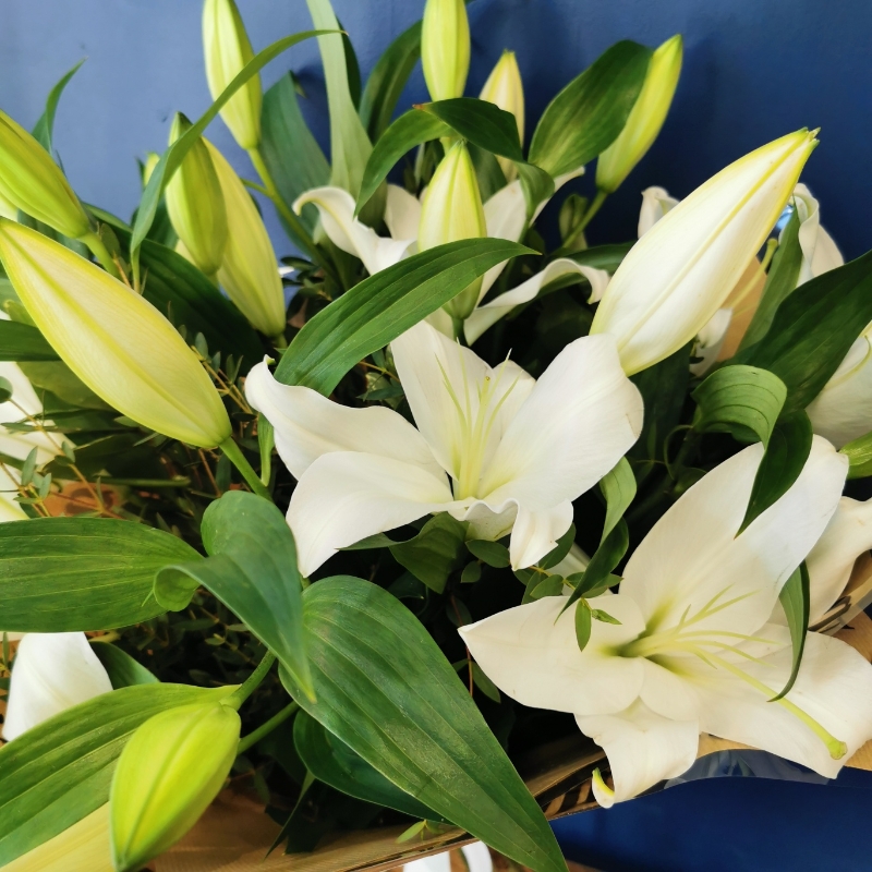 Simply Lillies