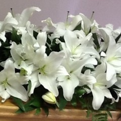 Oriental Lily Spray