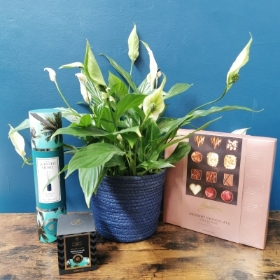 Thankyou Plant and Scented Gift Set